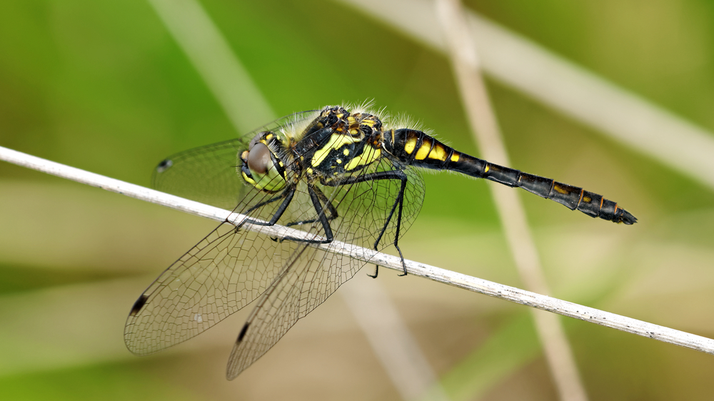 Schwarze Heidelibelle