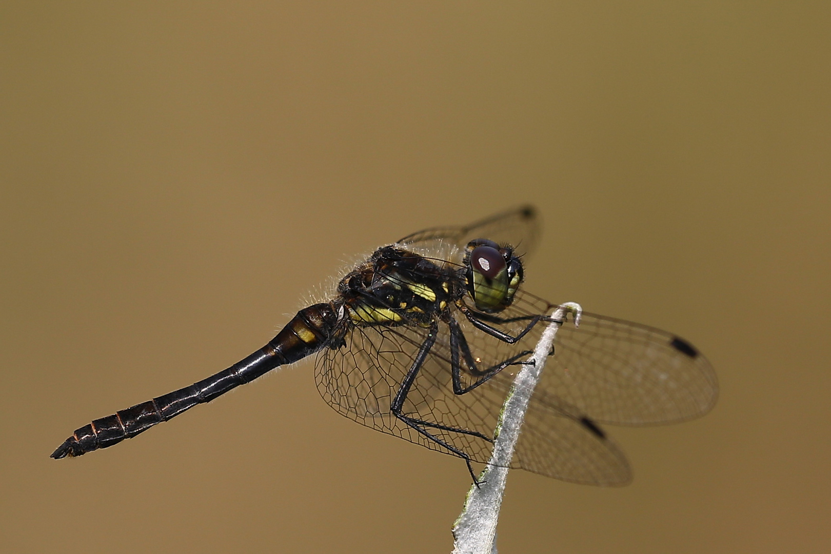 Schwarze Heidelibelle