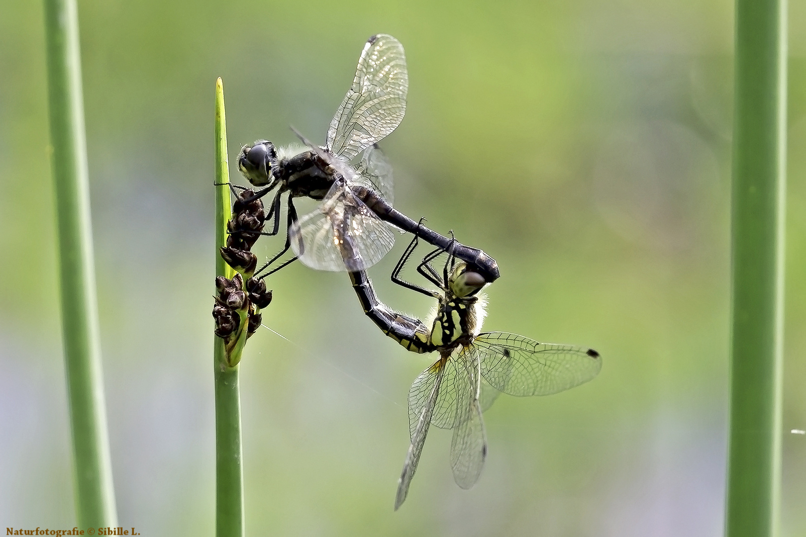 Schwarze Heidelibelle bei der Paarung