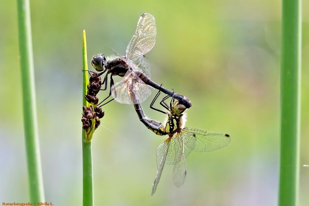 Schwarze Heidelibelle bei der Paarung