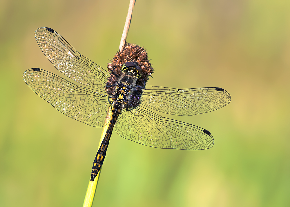 Schwarze Heidelibelle