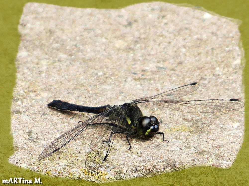 Schwarze Heidelibelle