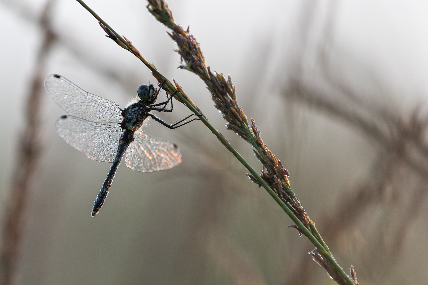 _____schwarze Heidelibelle________