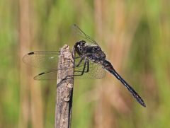 Schwarze Heidelibelle