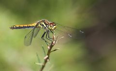 Schwarze Heidelibelle