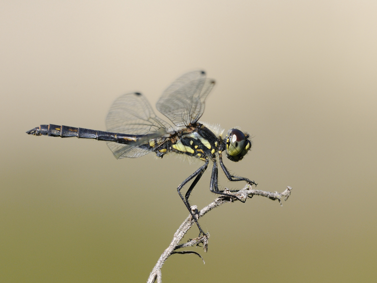 Schwarze Heidelibelle