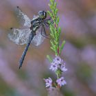 Schwarze Heidelibelle