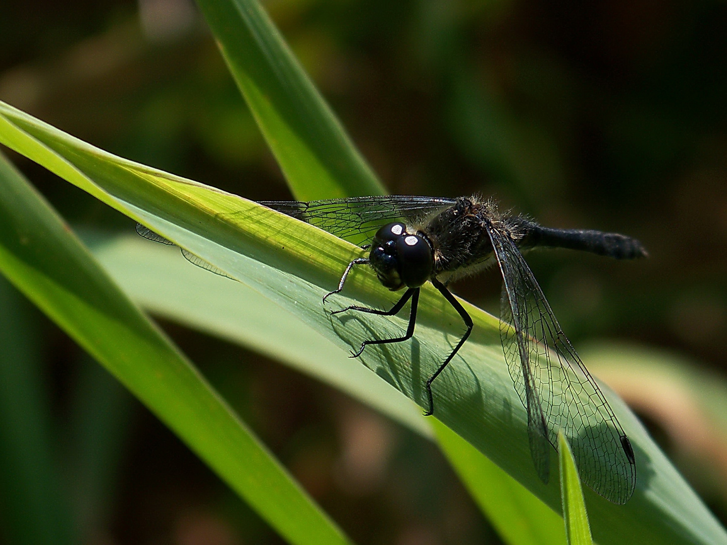 schwarze Heidelibelle