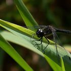 schwarze Heidelibelle