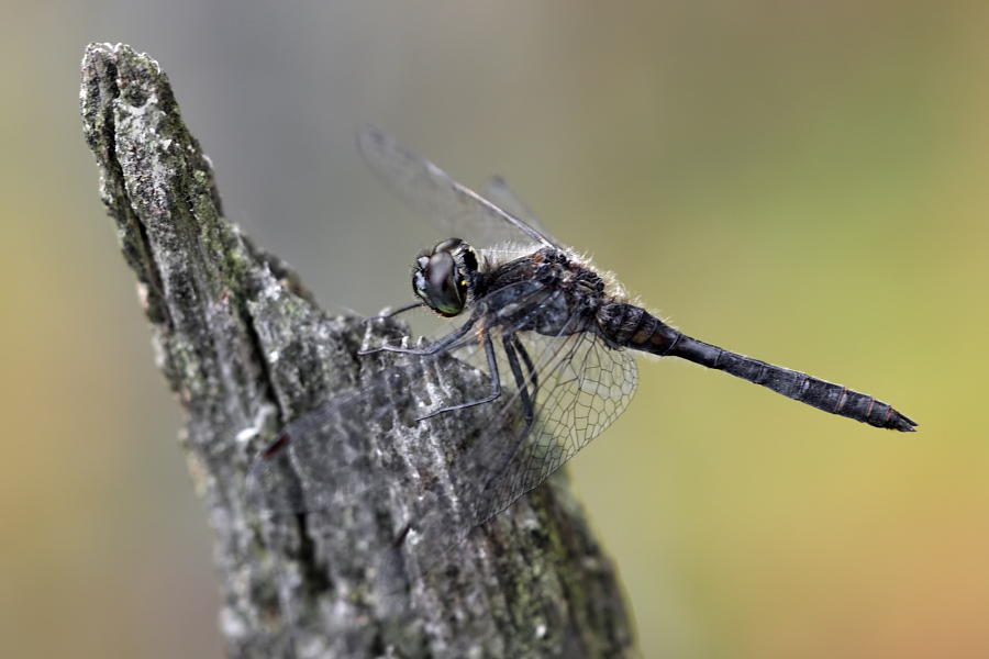 Schwarze Heidelibelle