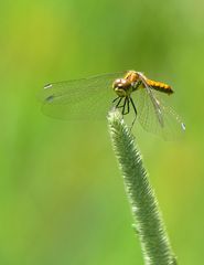 Schwarze Heidelibelle