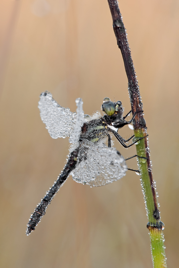 Schwarze Heidelibelle