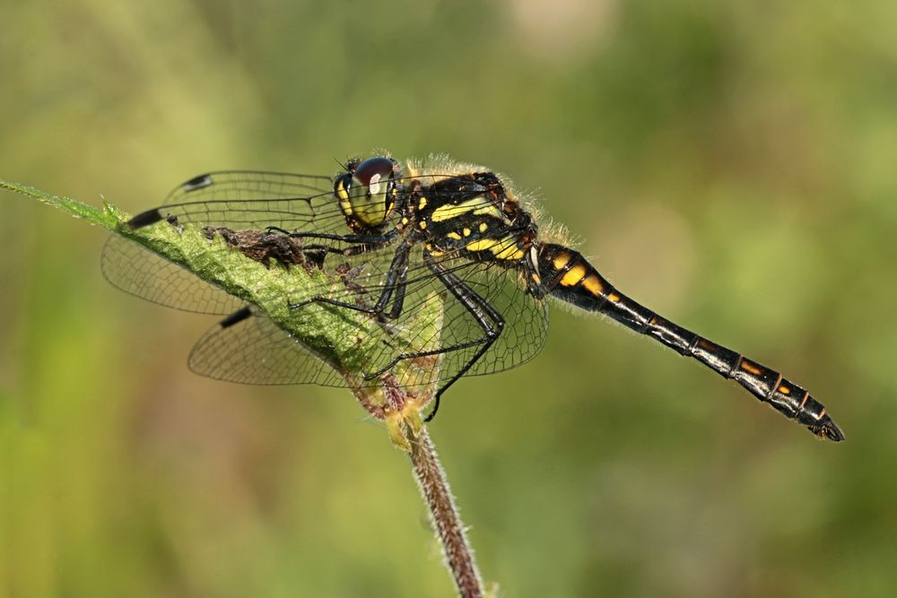 Schwarze Heidelibelle