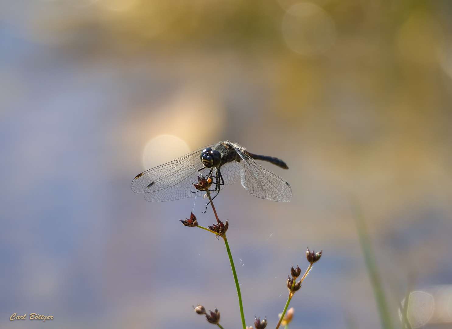 Schwarze Heidelibelle