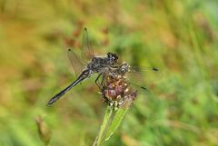 Schwarze Heidelibelle