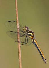 Schwarze Heidelibelle