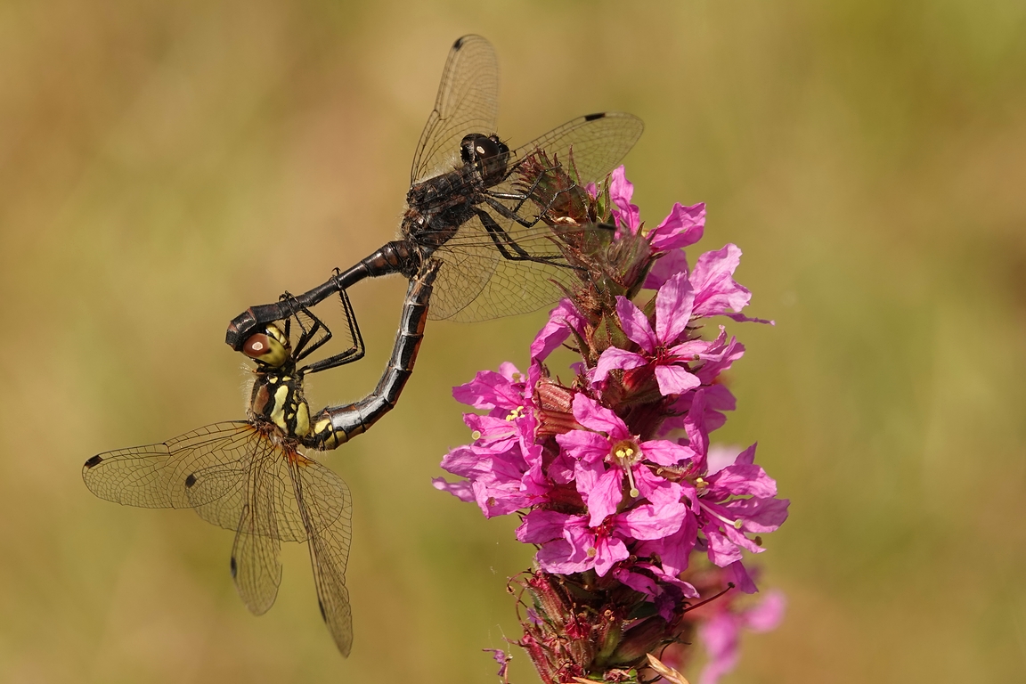 Schwarze Heidelibelle