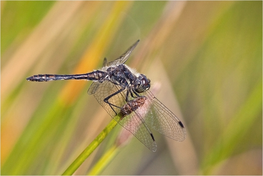 Schwarze Heidelibelle I