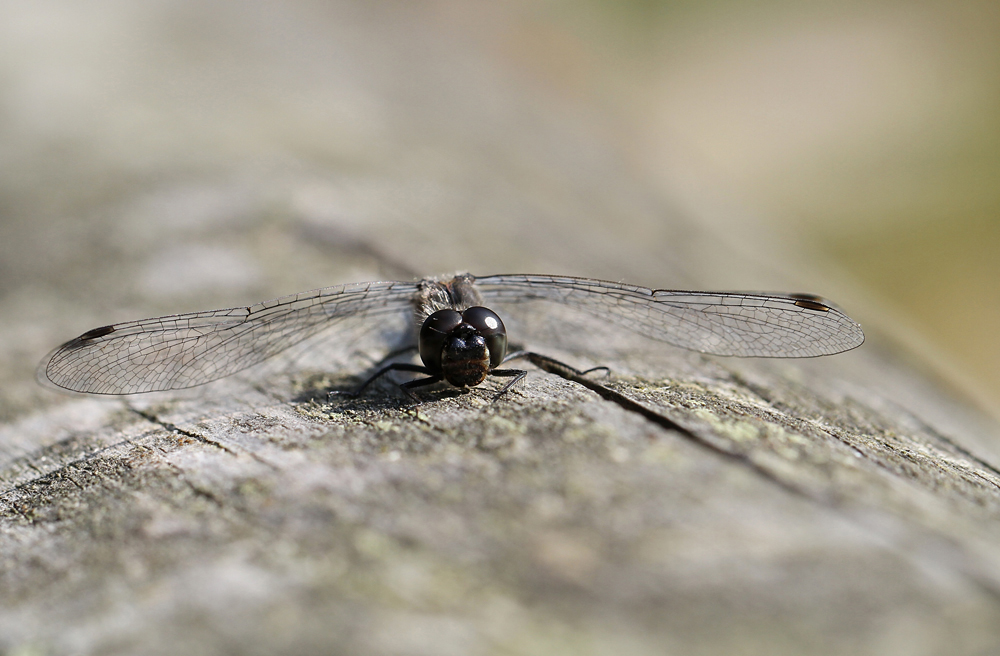 Schwarze Heidelibelle II