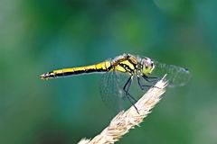 Schwarze Heidelibelle in unserem Garten!