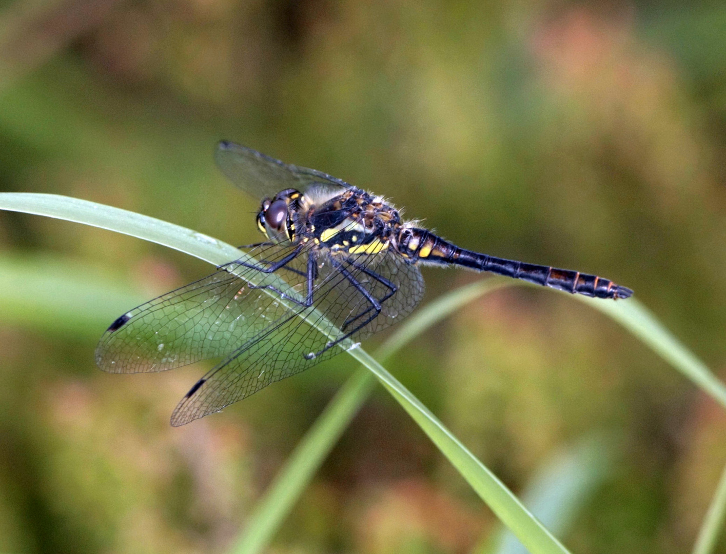 schwarze Heidelibelle m