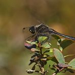 Schwarze Heidelibelle - Männchen 09