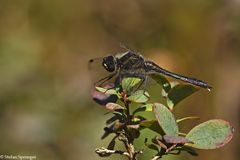 Schwarze Heidelibelle - Männchen 09