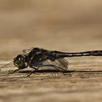 Schwarze Heidelibelle - Männchen 2/09