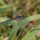 Schwarze Heidelibelle Männchen