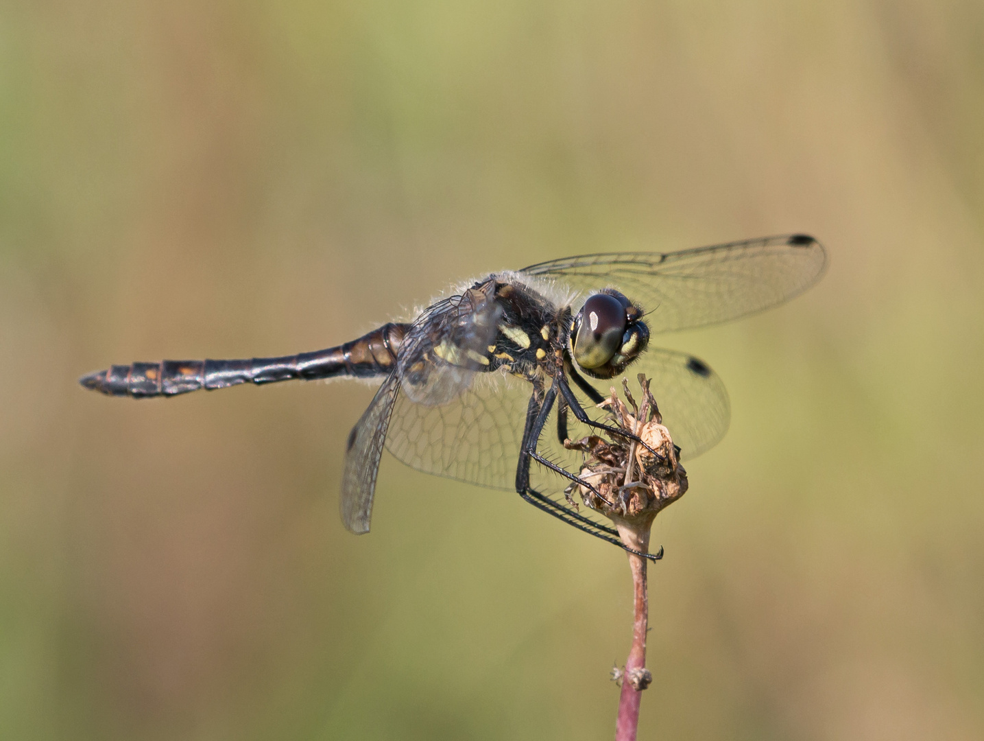 Schwarze Heidelibelle Männchen