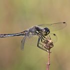 Schwarze Heidelibelle Männchen