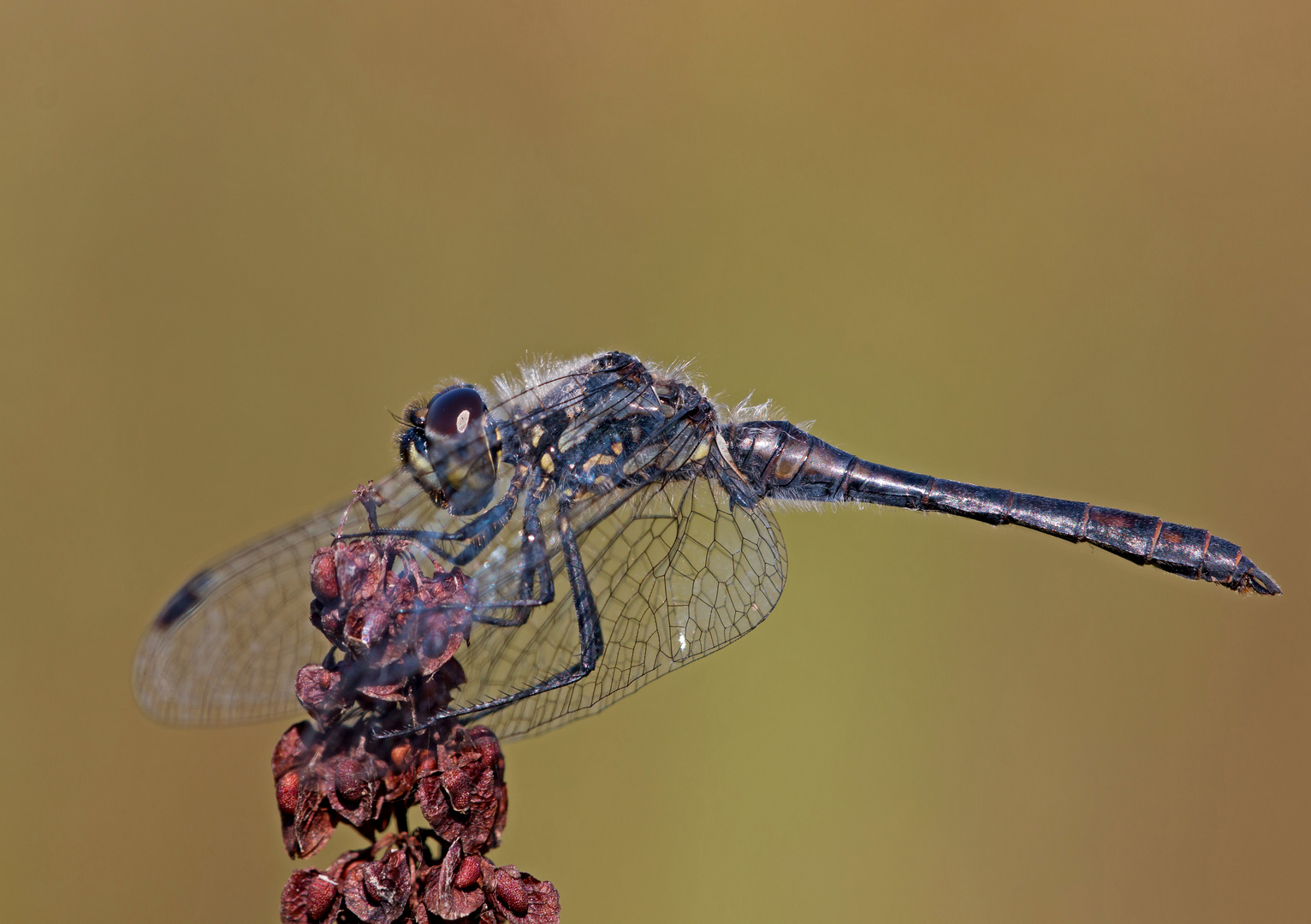 Schwarze Heidelibelle Männchen