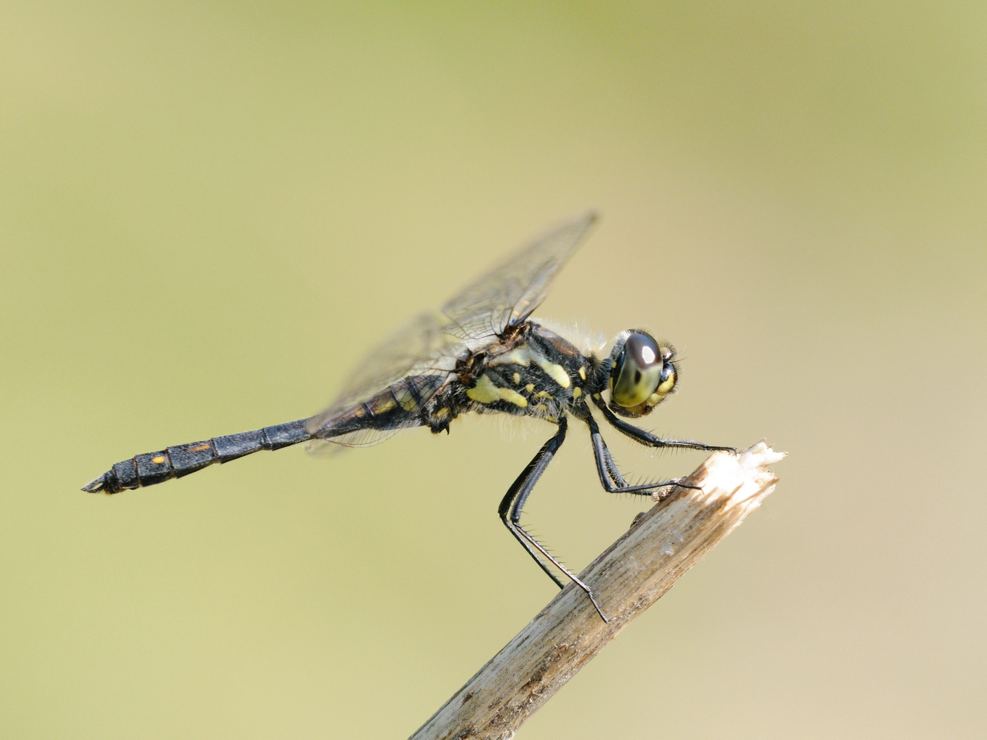 Schwarze Heidelibelle Männchen