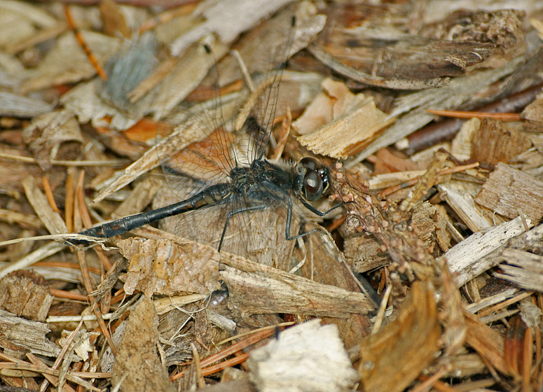 Schwarze Heidelibelle, Männchen