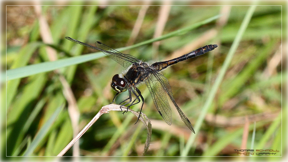 Schwarze Heidelibelle – männl.