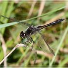 Schwarze Heidelibelle – männl.