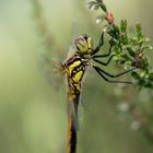 Schwarze Heidelibelle - mal bischen abhängen