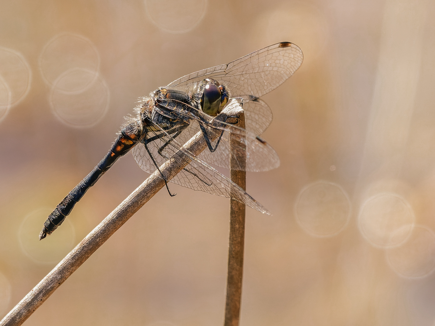 Schwarze Heidelibelle ( Sympetrum danae ) 