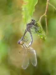 SCHWARZE HEIDELIBELLE (SYMPETRUM DANAE)