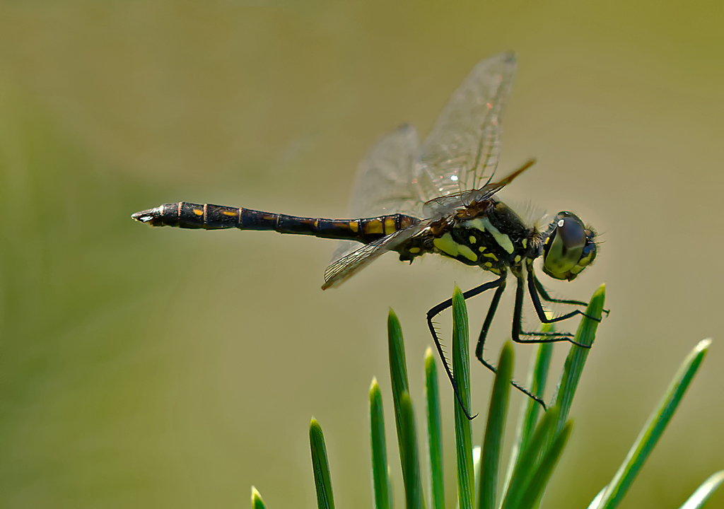 Schwarze Heidelibelle - Sympetrum danae