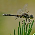 Schwarze Heidelibelle - Sympetrum danae