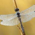 Schwarze Heidelibelle (Sympetrum danae)