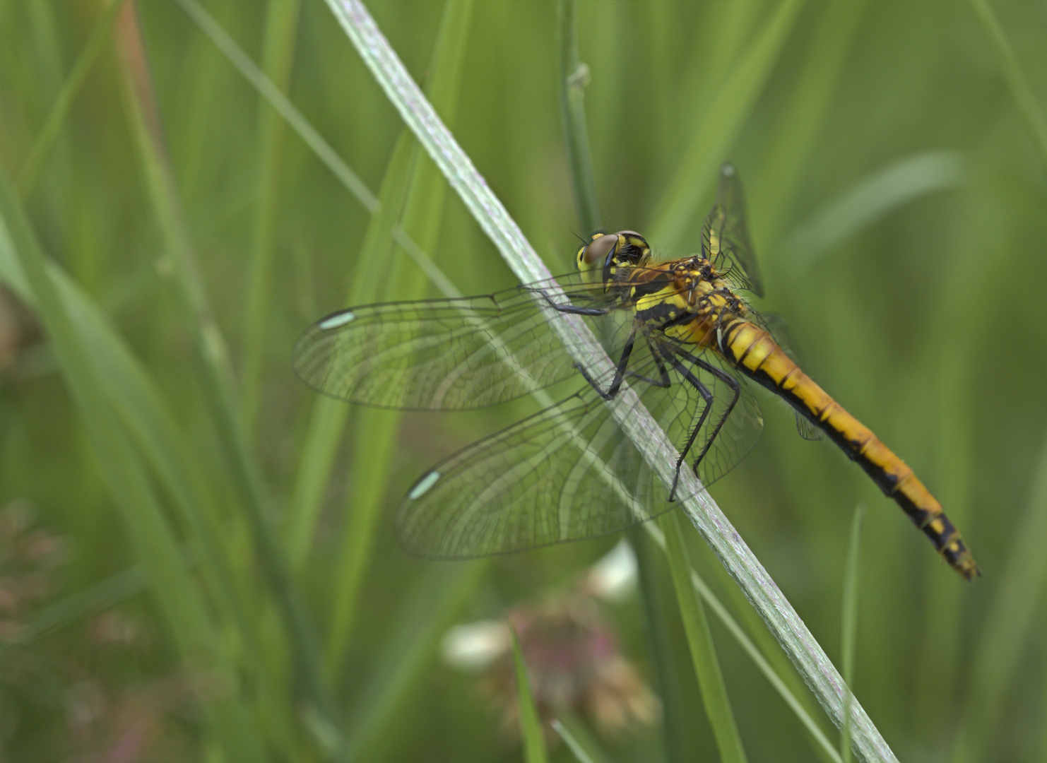 Schwarze Heidelibelle (Sympetrum danae)