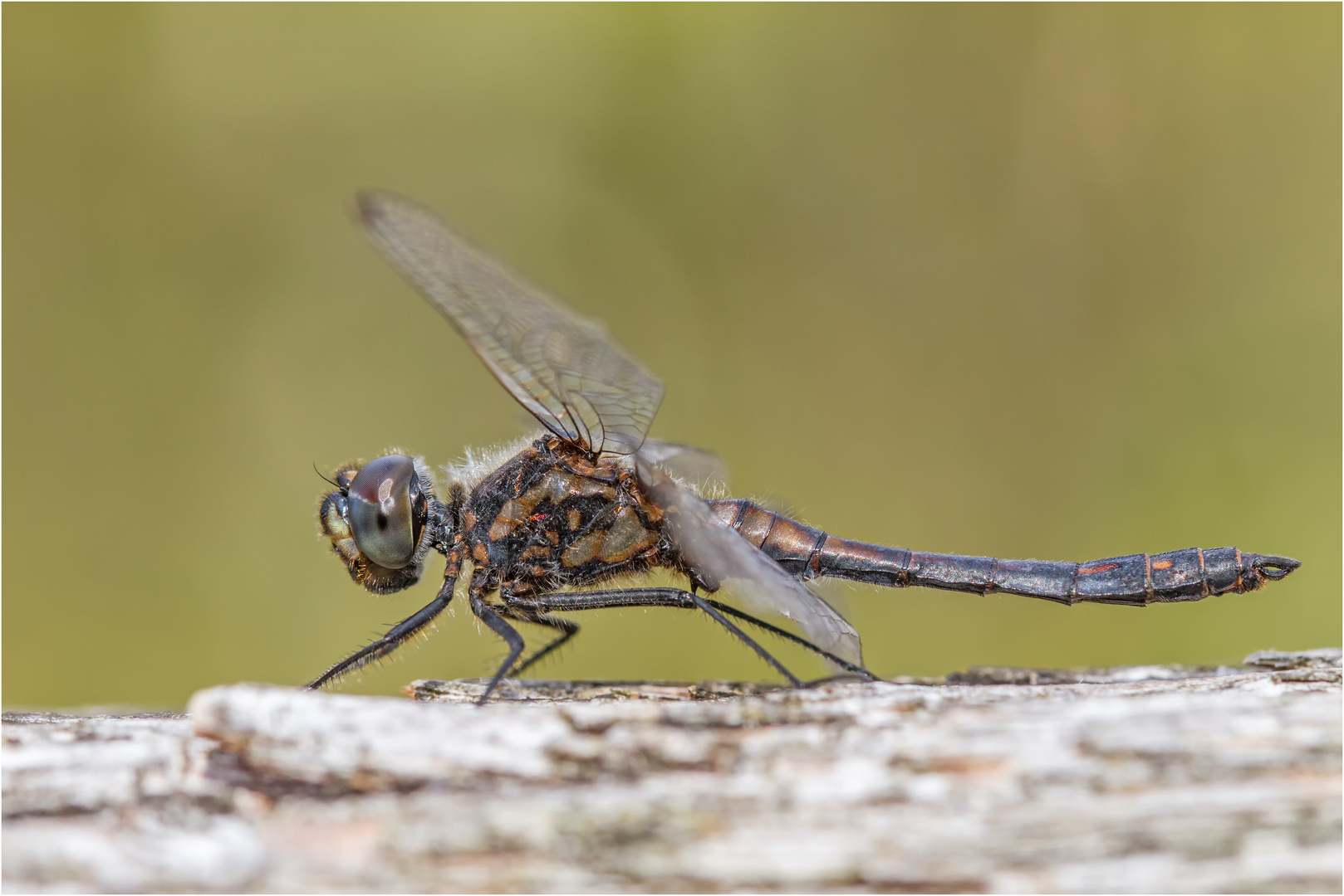 Schwarze Heidelibelle (Sympetrum danae)