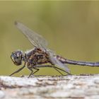 Schwarze Heidelibelle (Sympetrum danae)