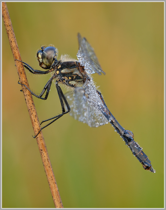 Schwarze Heidelibelle (Sympetrum danae)