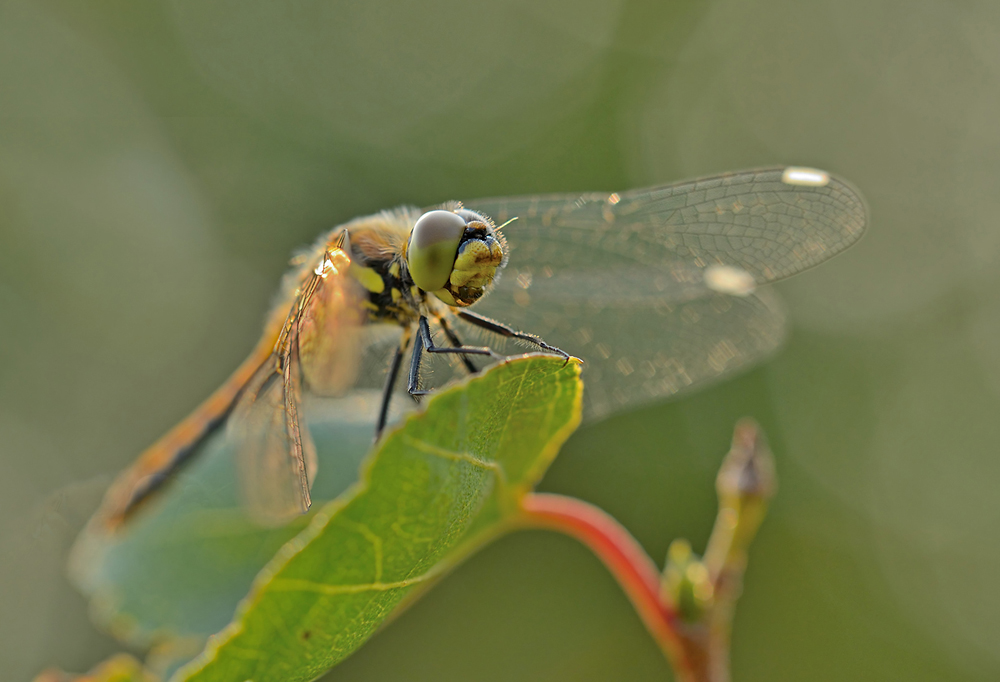 Schwarze Heidelibelle - Sympetrum danae