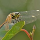 Schwarze Heidelibelle - Sympetrum danae