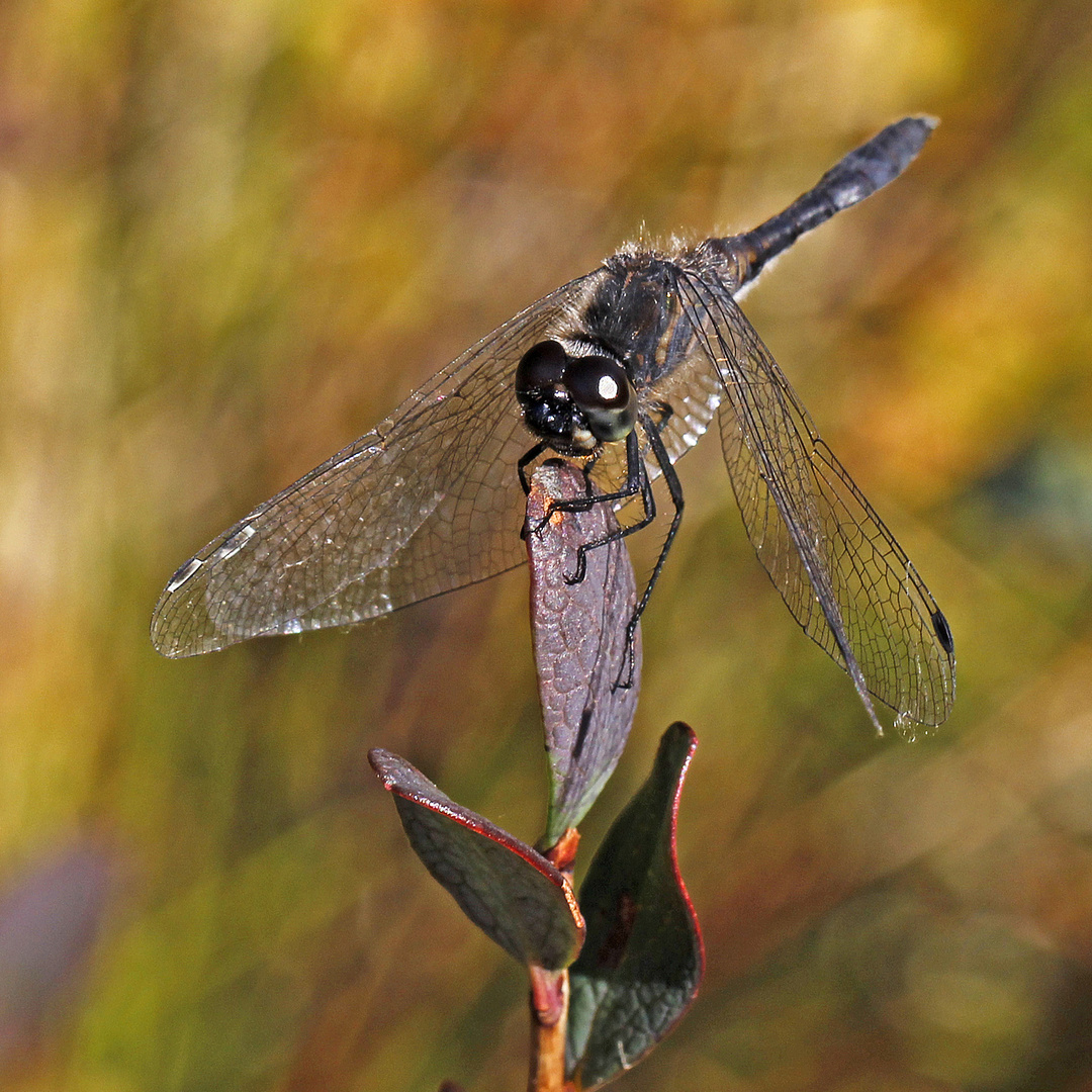 Schwarze Heidelibelle (Sympetrum danae)