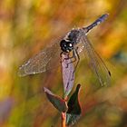 Schwarze Heidelibelle (Sympetrum danae)